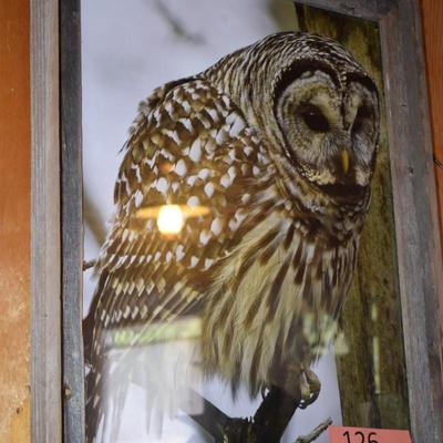 Owl Picture