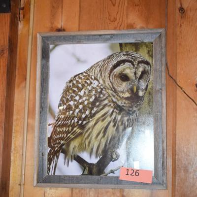 Owl Picture