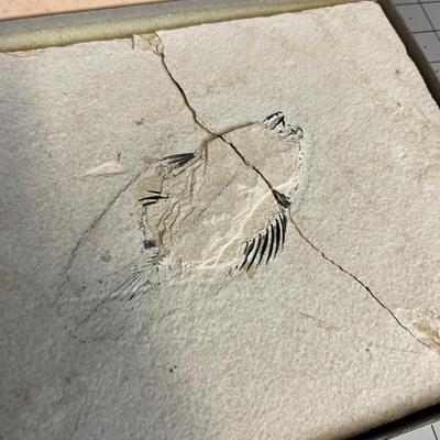 Fish Fossil Kit 