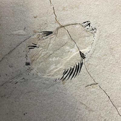 Fish Fossil Kit 