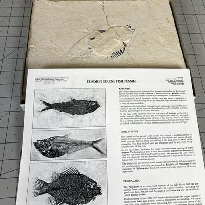 Fish Fossil Kit 