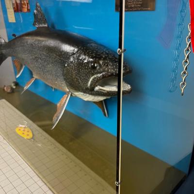 Major Record 28-1/2 Pound Lake Trout, Canadian Caught!