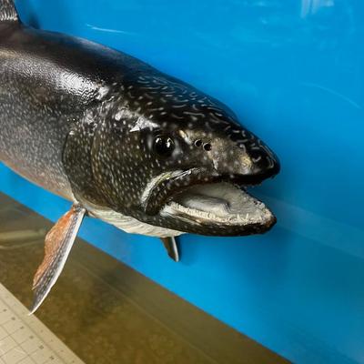 Major Record 28-1/2 Pound Lake Trout, Canadian Caught!