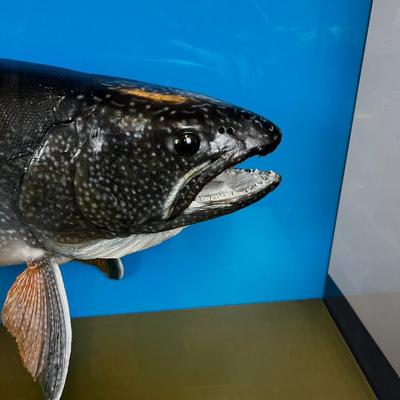 Major Record 28-1/2 Pound Lake Trout, Canadian Caught!