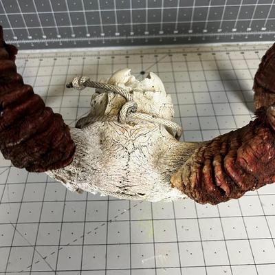 RAM Skull & Horns Sheep or Goat?