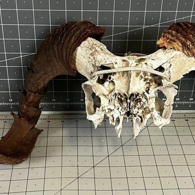 RAM Skull & Horns Sheep or Goat?