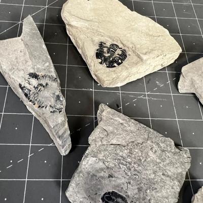 FOSSILS: Crab? Trilobite, Plant 