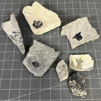 FOSSILS: Crab? Trilobite, Plant 