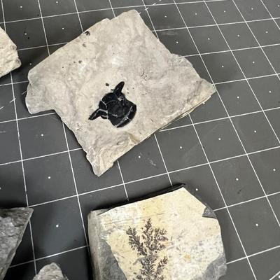 FOSSILS: Crab? Trilobite, Plant 