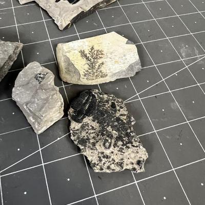 FOSSILS: Crab? Trilobite, Plant 