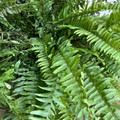 Fern Plant