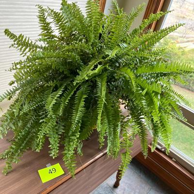 Fern Plant
