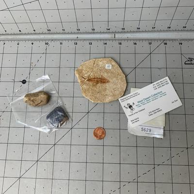 #72 West Desert Collection Fossil