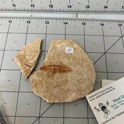 #72 West Desert Collection Fossil