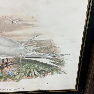 1401 Antique John Gould (1804-1881) Hand colored Lithograph