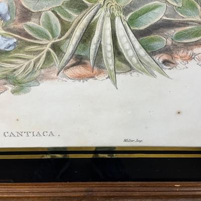 1401 Antique John Gould (1804-1881) Hand colored Lithograph