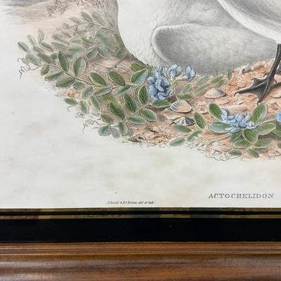 1401 Antique John Gould (1804-1881) Hand colored Lithograph