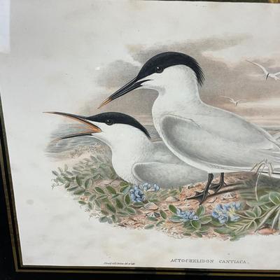 1401 Antique John Gould (1804-1881) Hand colored Lithograph