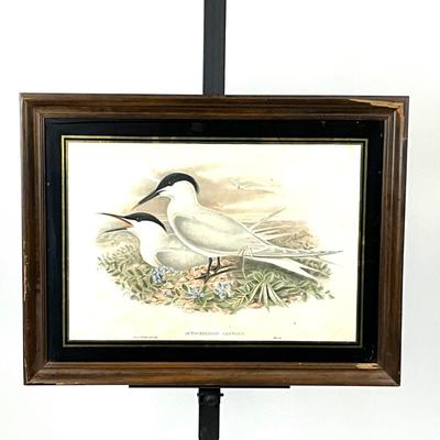 1401 Antique John Gould (1804-1881) Hand colored Lithograph