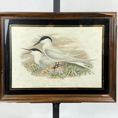 1401 Antique John Gould (1804-1881) Hand colored Lithograph