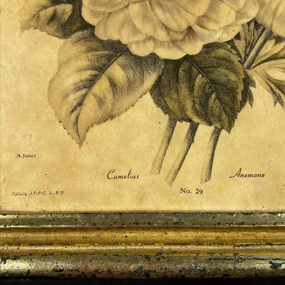 1426 Pair of Botanical Lithographs Published by A.P.P. Co. NY