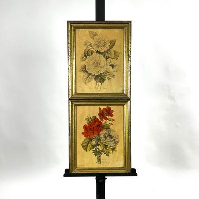 1426 Pair of Botanical Lithographs Published by A.P.P. Co. NY