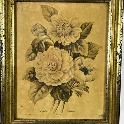 1426 Pair of Botanical Lithographs Published by A.P.P. Co. NY