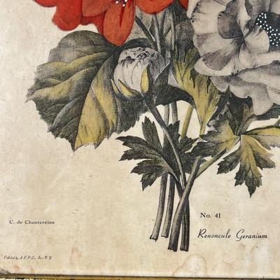 1426 Pair of Botanical Lithographs Published by A.P.P. Co. NY