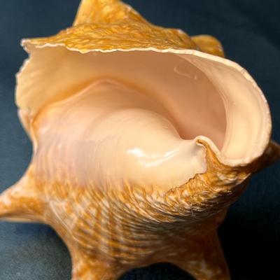 BEAUTIFUL CONCH SEASHELL