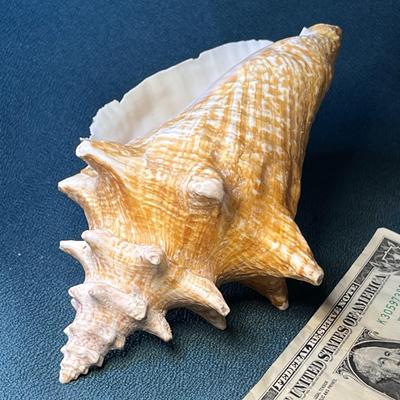 BEAUTIFUL CONCH SEASHELL
