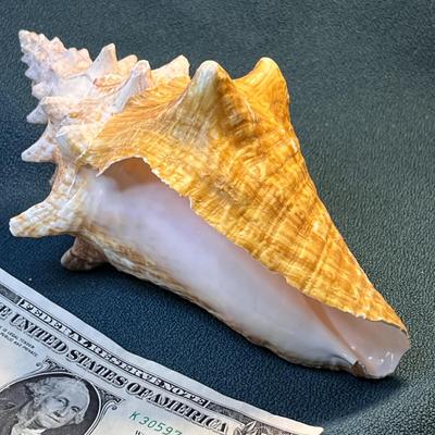 BEAUTIFUL CONCH SEASHELL