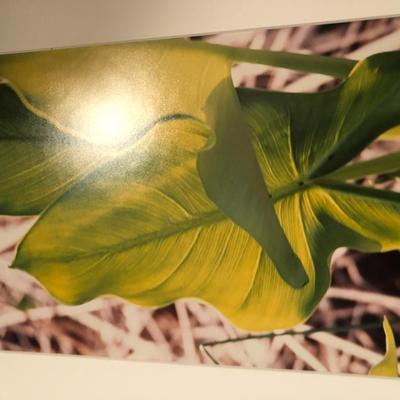 Four Pictures/Print Vincent Van Gogh -Lot 264