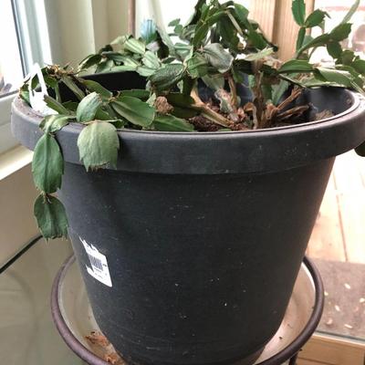 Plants-Pots-Stands-Stones Lot 284