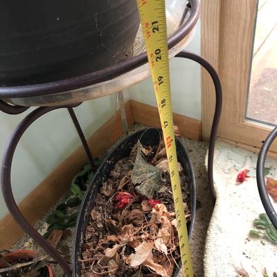 Plants-Pots-Stands-Stones Lot 284