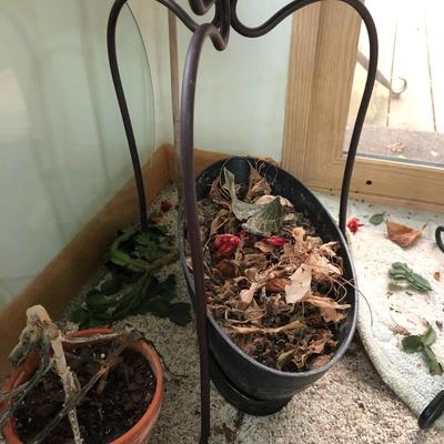 Plants-Pots-Stands-Stones Lot 284