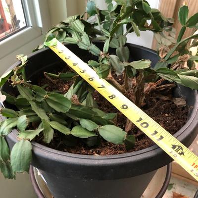 Plants-Pots-Stands-Stones Lot 284