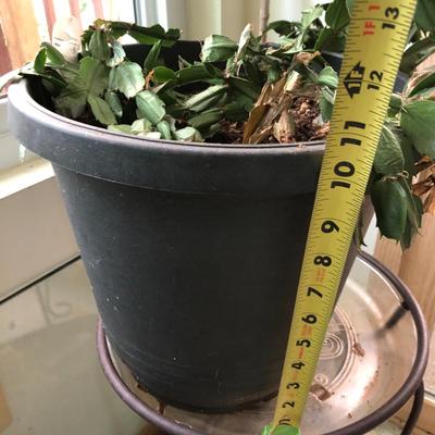 Plants-Pots-Stands-Stones Lot 284