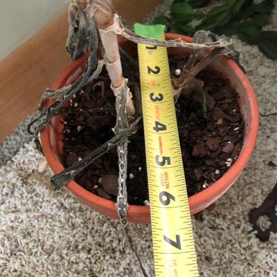 Plants-Pots-Stands-Stones Lot 284