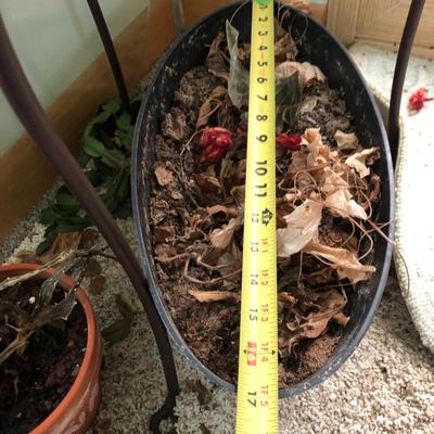 Plants-Pots-Stands-Stones Lot 284