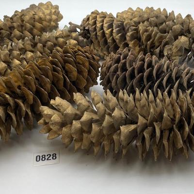 Giant pinecones