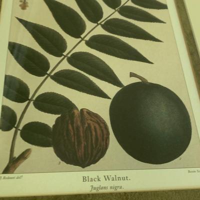 Lot of Plant Species Prints - Matted & Framed