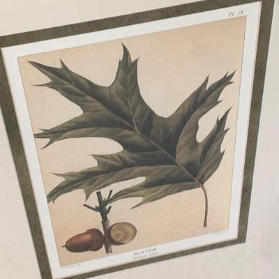Lot of Plant Species Prints - Matted & Framed