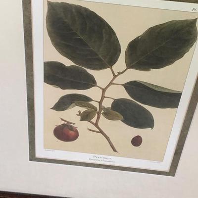 Lot of Plant Species Prints - Matted & Framed