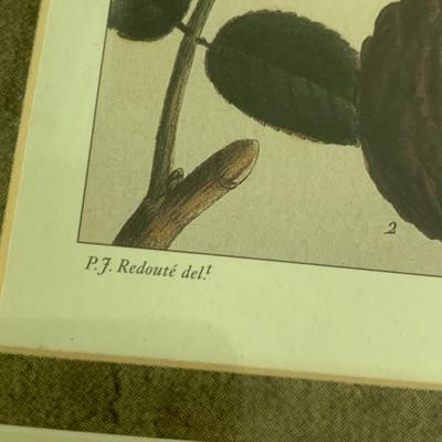 Lot of Plant Species Prints - Matted & Framed