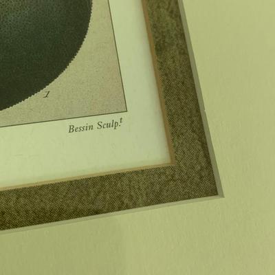 Lot of Plant Species Prints - Matted & Framed
