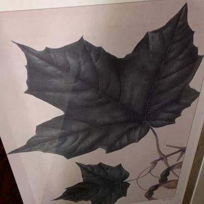 Lot of Plant Species Prints - Matted & Framed