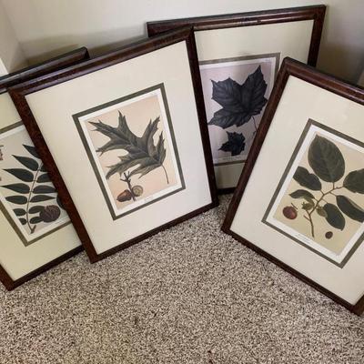 Lot of Plant Species Prints - Matted & Framed