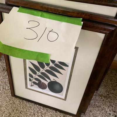 Lot of Plant Species Prints - Matted & Framed