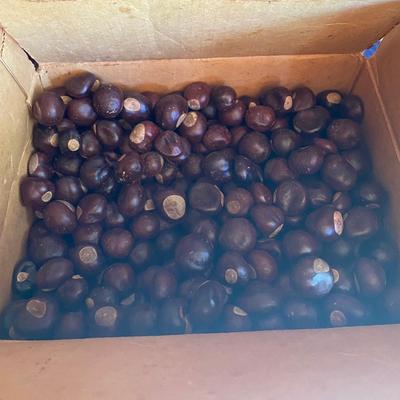 Vintage Box of Buckeyes