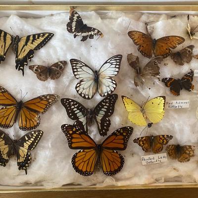 Collection of Butterflies, rocks and nature books